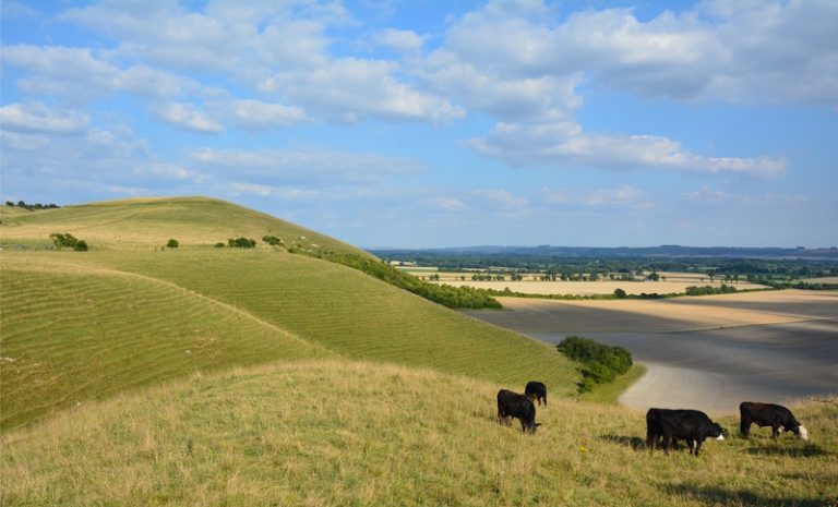 UK Expansion Visa in Wiltshire